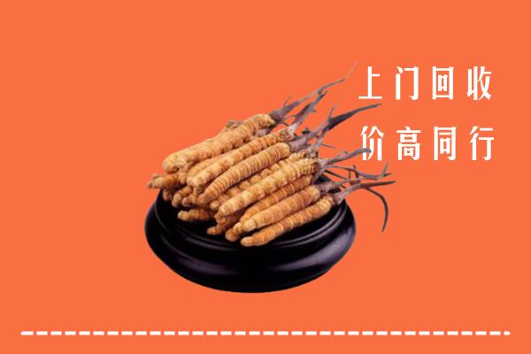 高价求购：南皮县回收散虫草